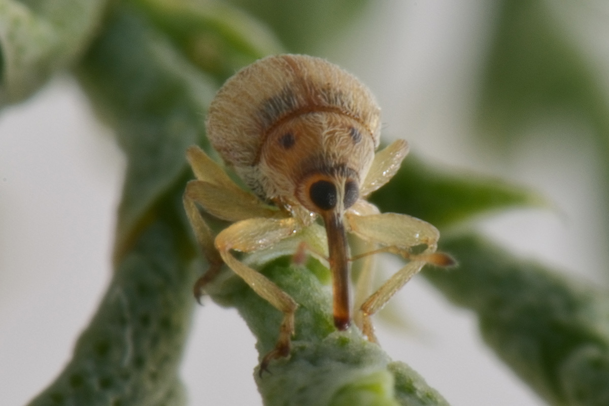 Nanophyidae:  Corimalia sp?   No,  Allomalia quadrivirgata